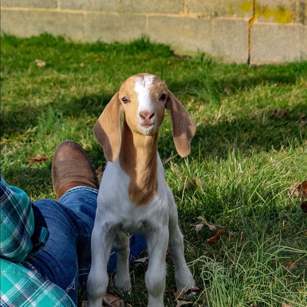 Meet your Posher, Bridget